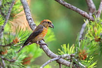 Crossbill (Loxia curvirostra) male, Pyrenees, Spain, July