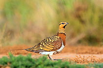 Pin-tailed sandgrouse (Pterocles alchata) male drinking, Spain, July
