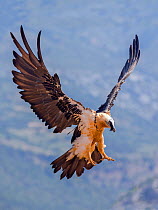 Bearded vulture (Gypaetus barbatus)) coming in to land, Spain, July