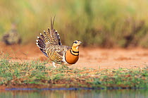 Pin-tailed sandgrouse (Pterocles alchata) male, Spain, July