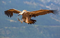 Griffon vulture (Gyps fulvus) coming in to land, Spain, July