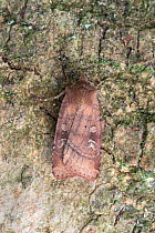Square-spot rustic moth (Xestia xanthographa) Wiltshire, UK