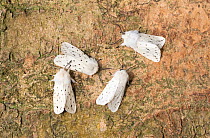 White ermin moths (Spilosoma lubricipeda) Wiltshire, UK