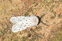 White ermin moth (Spilosoma lubricipeda) Wiltshire, UK