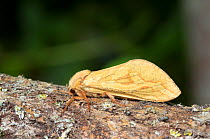 Ghost moth (Hepialus humuli) female, Wiltshire, UK