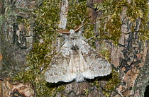 Pale tussock moth (Calliteara pudibunda) Wiltshire, UK