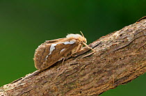 Common swift caterpillar (Hepialus lupulinus) Wiltshire, UK