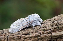 Puss moth caterpillar (Cerura vinula) Wiltshire UK