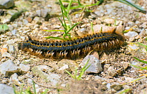 Drinker caterpillar (Euthrix potatoria) Hampshire, UK