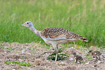 Great bustard (Otis tarda) 4 year old female (Black 17) with 6 days old chicks - part of a reintroduction project with birds imported under DEFRA licence from Russia.  Salisbury Plain, UK May