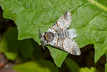 Poplar kitten moth (Furcula bifida) Wiltshire, UK