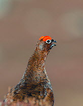 Red grouse (Lagopus lagopus scoticus) male in spring, Deeside, Scotland April