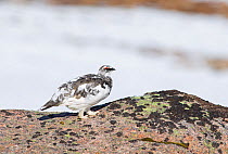 Ptarmigan (Lagopus mutus) male in early spring with mid-way plumage with snow in background, Cairngorms, Scotland, April