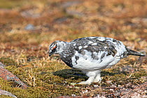 Ptarmigan (Lagopus mutus) male in early spring with mid-way plumage, Cairngorms, Scotland, April