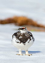 Ptarmigan (Lagopus mutus) male in early spring snow with mid-way plumage, Cairngorms, Scotland April