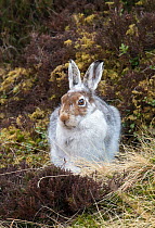 Mountain hare (Lepus timidus) in spring coat, Deeside, Scotland
