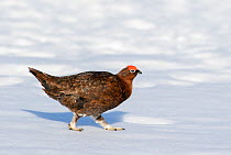 Red grouse (Lagopus lagopus scoticus) male in spring on snow, Deeside, Scotland April