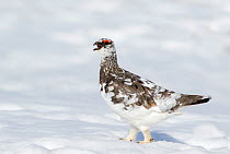Ptarmigan (Lagopus mutus) male in early spring snow with mid-way plumage, Cairngorms, Scotland April