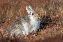 Mountain hare (Lepus timidus) in spring coat, Deeside, Scotland April