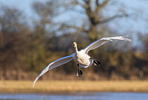 Bewick's swan (Cygnus columbianus) in flight, Gloucestershire, UK February
