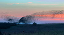 Starling (Sturnus vulgaris) murmuration / mass gathering at winter roost, Salisbury Plain, Wiltshire, UK January