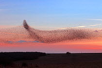 Starling (Sturnus vulgaris) murmuration / mass gathering at winter roost, Salisbury Plain, Wiltshire, UK January
