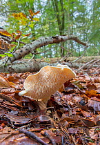 Hedgehog fungus (Hydnum repandum) Hampshire, UK