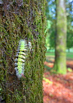 Pale tussock caterpillar (Dasychira pudibunda) on tree trunk, Wiltshire, UK