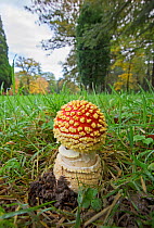 Fly agaric (Amanita muscaria) just emerging from ground, Wiltshire, UK