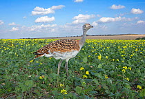 Great bustard (Otis tarda) female (green 42) young bird hatched from eggs which were taken under licence from nests in Spain, part of release project, Wiltshire, UK