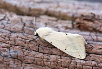 Buff ermin moth (Spilosoma luteum) female, Wiltshire, UK