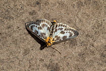 Small magpie moth (Eurrhypara hortulata) Wiltshire, UK