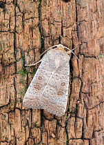 Vine's rustic moth (Hoplodrina ambigua) Wiltshire, UK