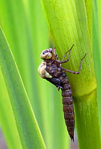 Southern hawker (Aeshna cyanea) emerging from larva/nymph case, Wiltshire, UK