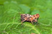 Common groundhopper (Tetrix undulata) Wiltshire, UK