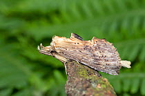 Pale priminent moth (Pterostoma palpina) Wiltshire, UK