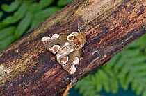 Peach blossom moth (Thyatira batis) Wiltshire, UK