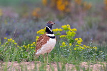 Little bustard (Tetrax tetrax) male in breeding plumage, Catalonia, Spain, April