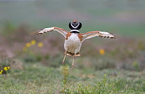Little bustard (Tetrax tetrax) male displaying jumping at spring lek, Catalonia, Spain, April