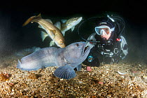 Scuba diver with Wolf eel (Anarrhichthys ocellatus) and Atlantic cod (Gadus morhu) Little Strytan dive site, Eyjafjordur nearby to Akureyri, northern Iceland, North Atlantic Ocean.