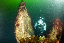 Scuba diver diving 'Little Strytan' a chimney rising from 25 meters in hot water, emerging from Strytan - the only geothermal cone found in the world shallow enough for scuba diving, Eyjafjordur nearb...