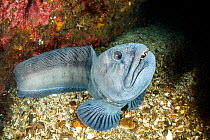 Wolf eel (Anarrhichthys ocellatus) Little Strytan dive site, Eyjafjordur nearby to Akureyri, northern Iceland, North Atlantic Ocean.