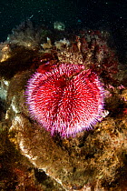 Purple sea urchin (Strongylocentrotus purpuratus) Little Strytan dive site, Eyjafjordur nearby to Akureyri, northern Iceland, North Atlantic Ocean.