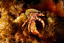 Hermit crab (Pagurus sp) Little Strytan dive site, Eyjafjordur nearby to Akureyri, northern Iceland, North Atlantic Ocean.
