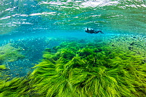 Free diver swimming over a field of green algae moving in the current of Litlaa 'Little River', northern Iceland