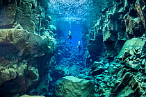 Scuba divers at Davosgja, a fissure located in Lake Thingvellir, not as famous as Silfra but a favourite with local divers, Thingvellir National Park, Iceland.
