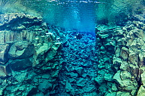 Scuba diver at Davosgja, a fissure located in Lake Thingvellir, not as famous as Silfra but a favourite with local divers, Thingvellir National Park, Iceland.