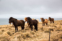 The Icelandic horse is a unique breed of small horses that came to Iceland with the first settlers from Norway 1100 years ago, Iceland