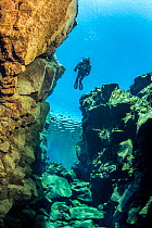 Diver submerges into Silfra Canyon, a fissure between the Eurasian and American tectonic plates, Thingvellir National Park, Iceland.