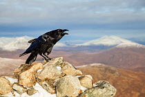 Raven (Corvus corax) adult calling from rock in mountain habitat, Scotland, UK. November. Third place in  British Birds Bird Photograph of the Year competition 2016.